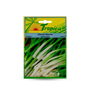 Tropica Semila Ciboule (Cebollino Blanco)